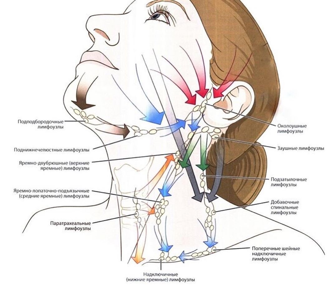 Расположение лимфоузлов на голове человека в картинках у женщин