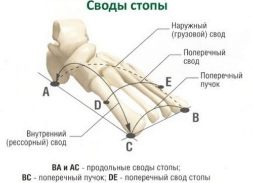 Болит косточка на ноге сбоку – что делать? | zavodgt.ru - cеть магазинов медтехники