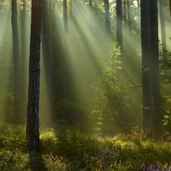 Фото проекта "Живая Земля"