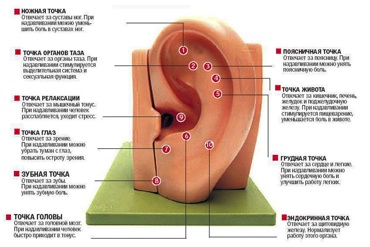ТОЧКИ на ушах от всех болезней | евгения серебняк | Дзен