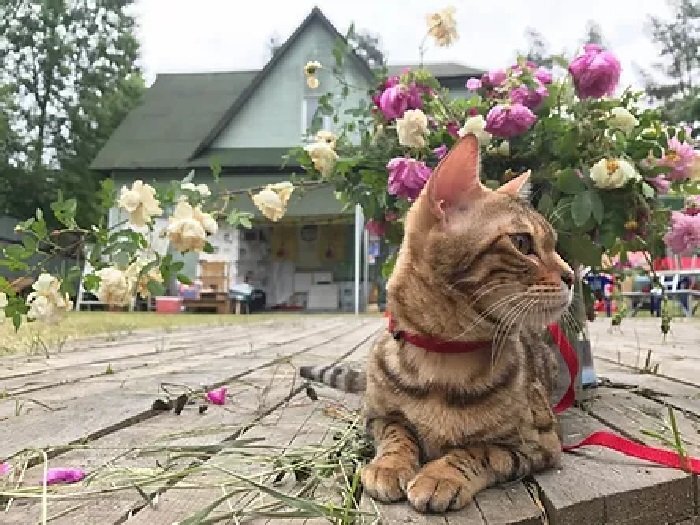 Музей Кошки. Фото с сайта музея