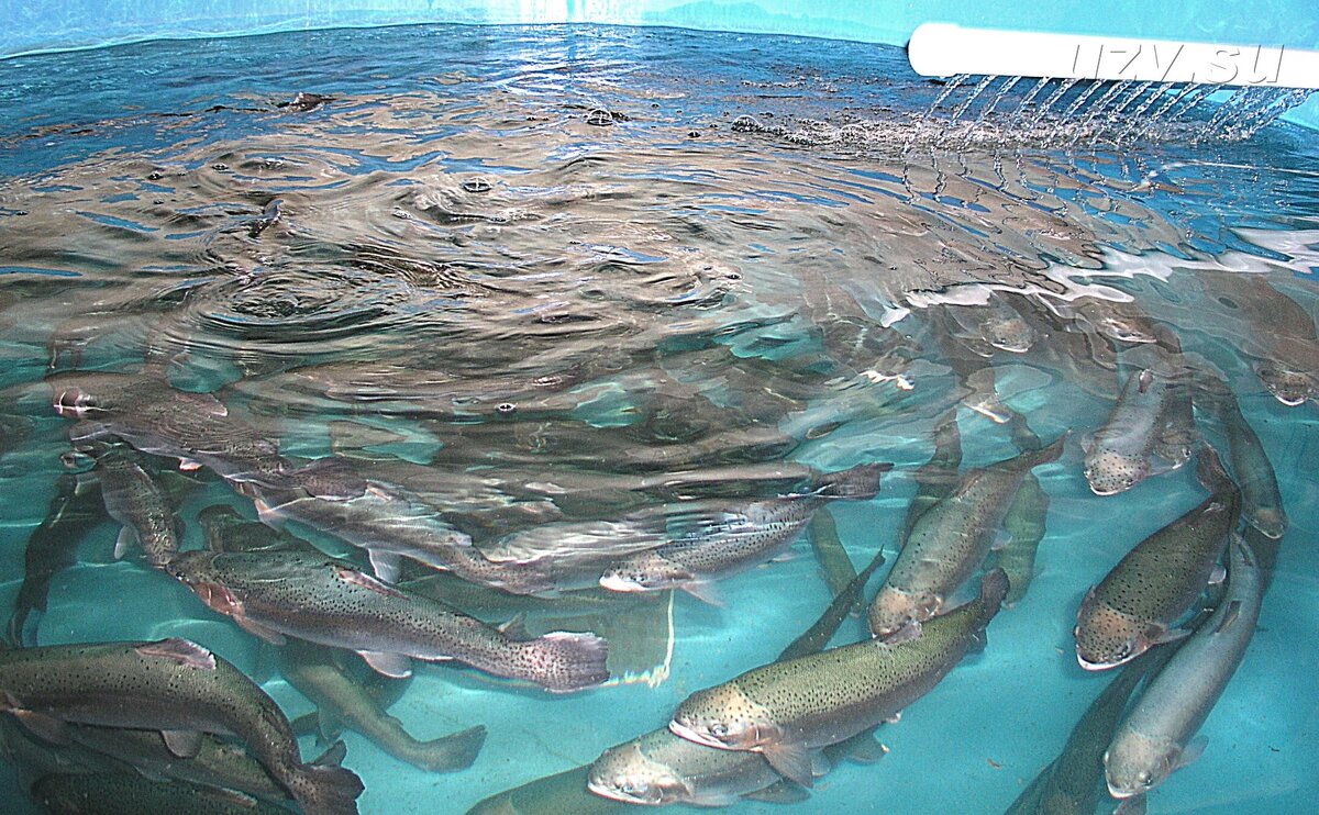 Разведение форели на рыбном хозяйстве в Латвии ( https://uzv.su/ )