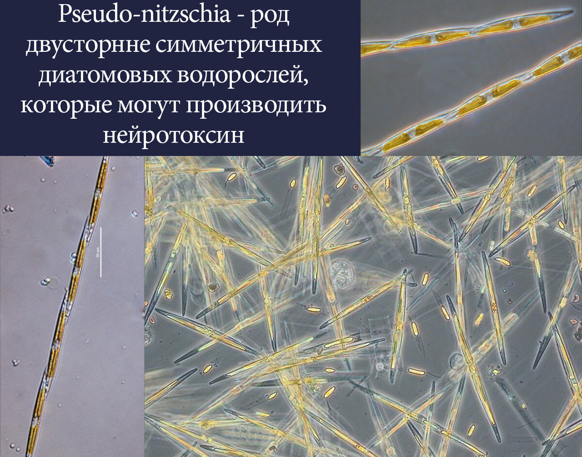 Хичкоковская реальность: что вызывает безумие птиц? | Ботанство | Дзен