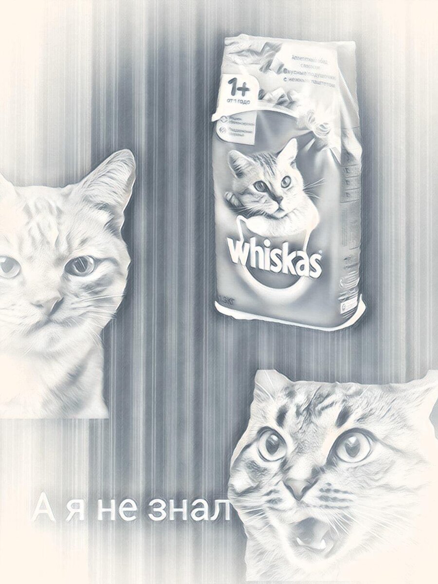 Фото для канала . Кот and Пёс.