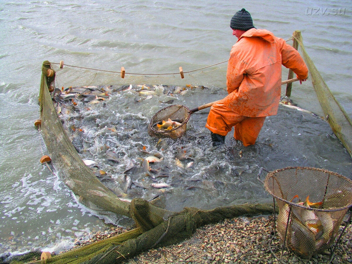 На прудах вы вынуждены работать в любую погоду на улице. А урожай собирают поздней осенью, стоя по пояс в холодной воде