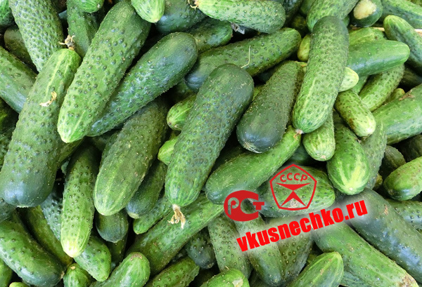 Как выбрать качественные огурцы без химии. Простые советы.