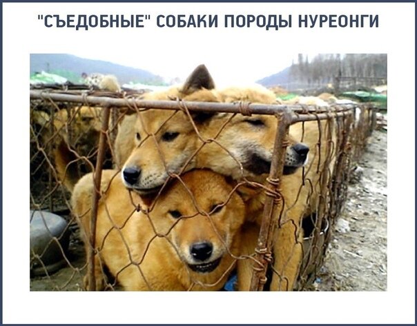 Из свободного источника Интернета