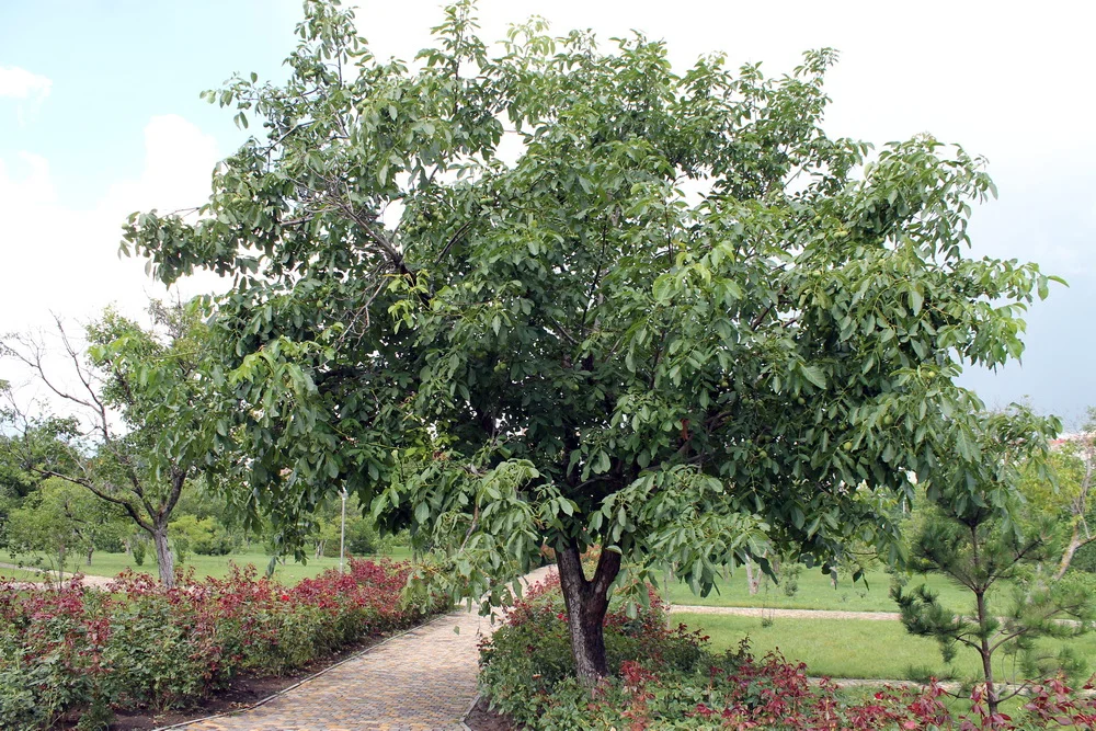 Количеством витамина С грецкий орех в 8 раз превосходит черную смородину и в 50 раз — плоды цит­русовых растений.