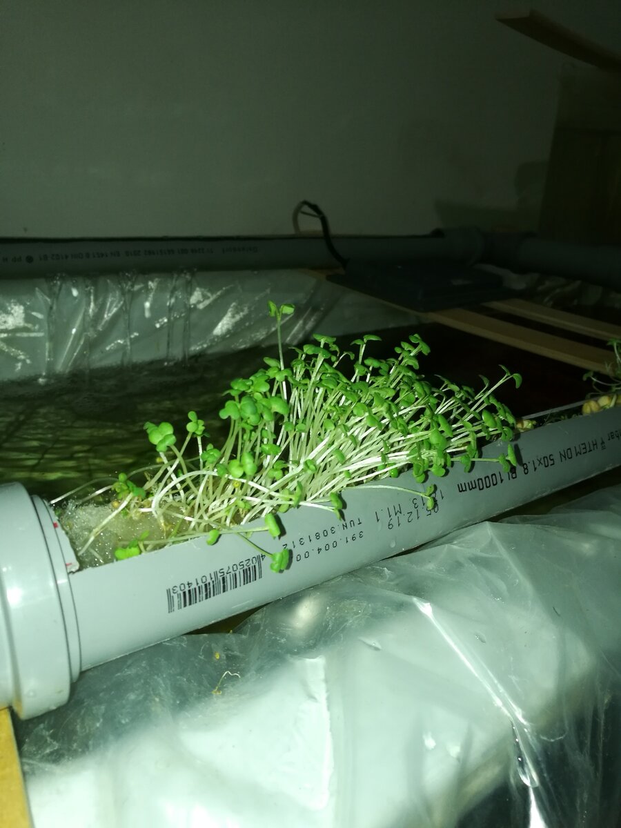 горчица для микрозелени за 4 дня