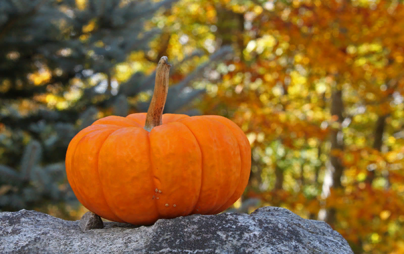 Великолепная витаминная тыква.