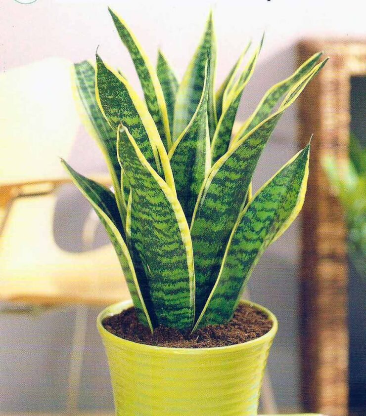 Сансевиерия заботится о вашем сне