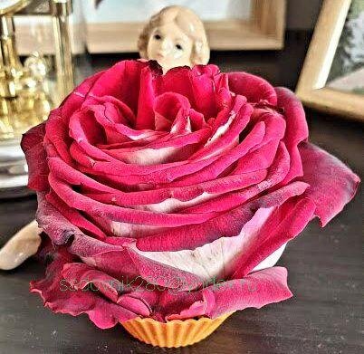 Фото автора  Алесад. Перед разборкой на лепестки. Аромат божественный.