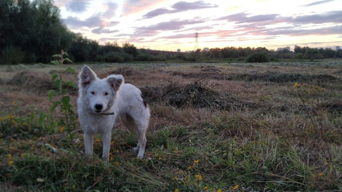 на скошенном лугу