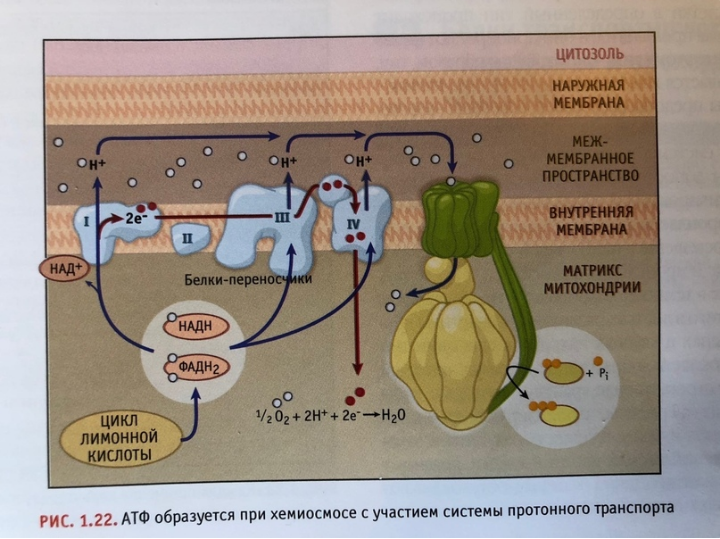 Гены по льюину. Клетки по Льюину. Генетика по Льюину.