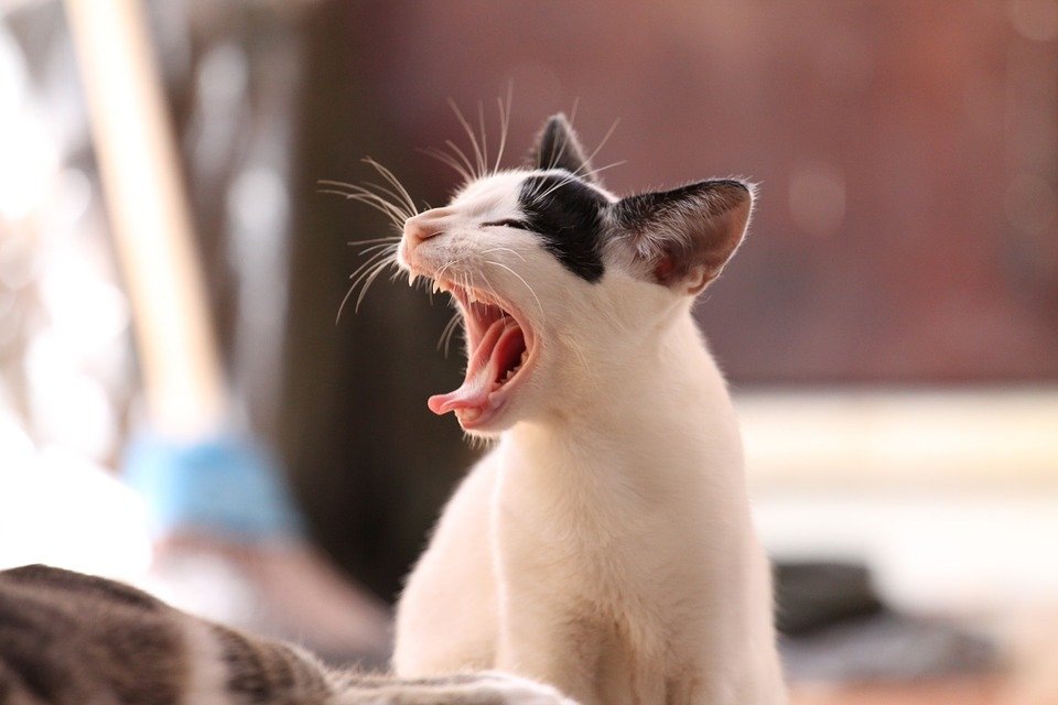 https://cdn.pixabay.com/photo/2014/05/07/06/44/animal-339400_960_720.jpg