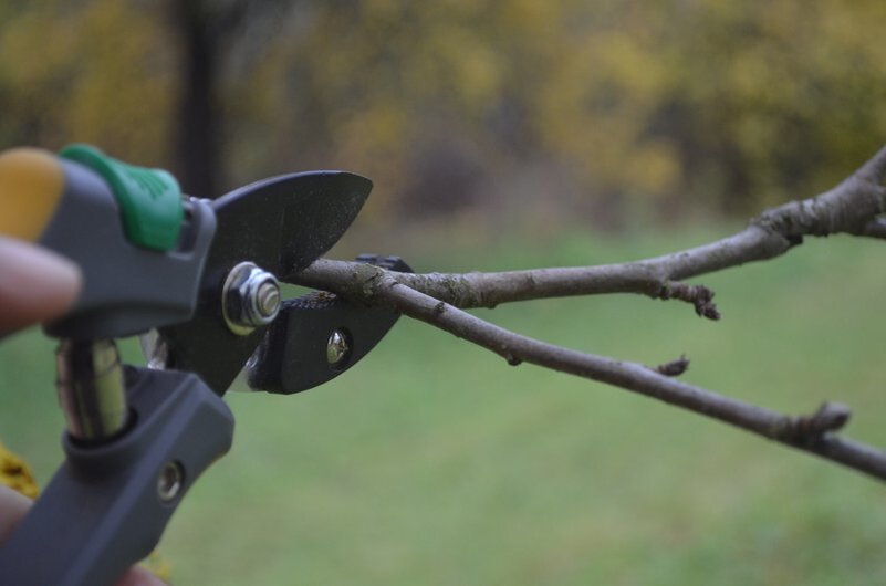 Лучшие средства для осенней обработки яблони от плодовой гнили ...
