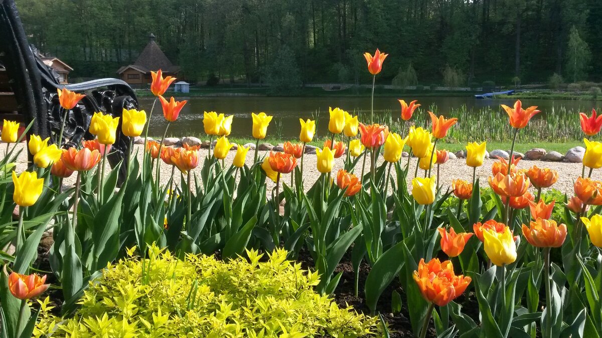 Наши тюльпаны в Подмосковье
