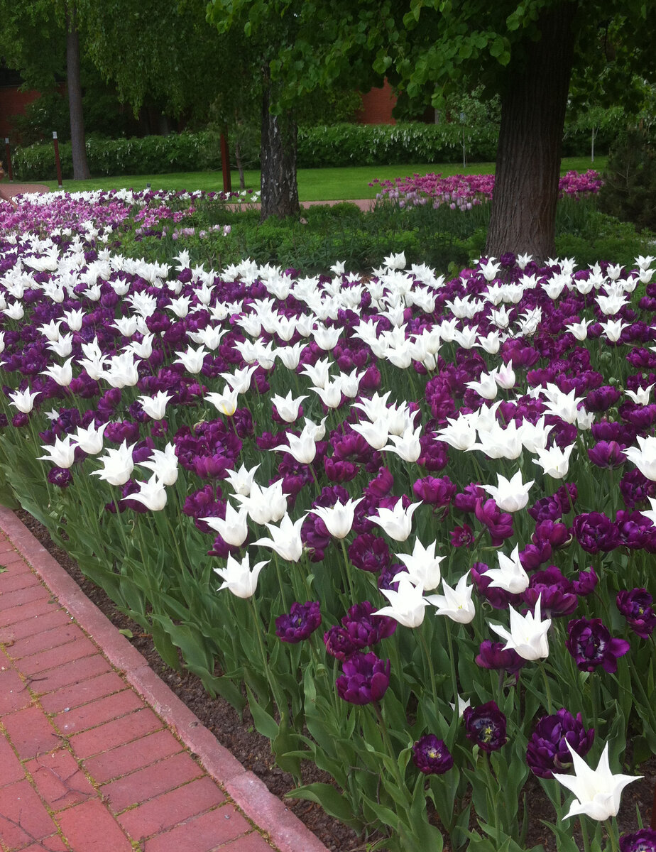 Ничего лишнего. Только Тюльпаны!