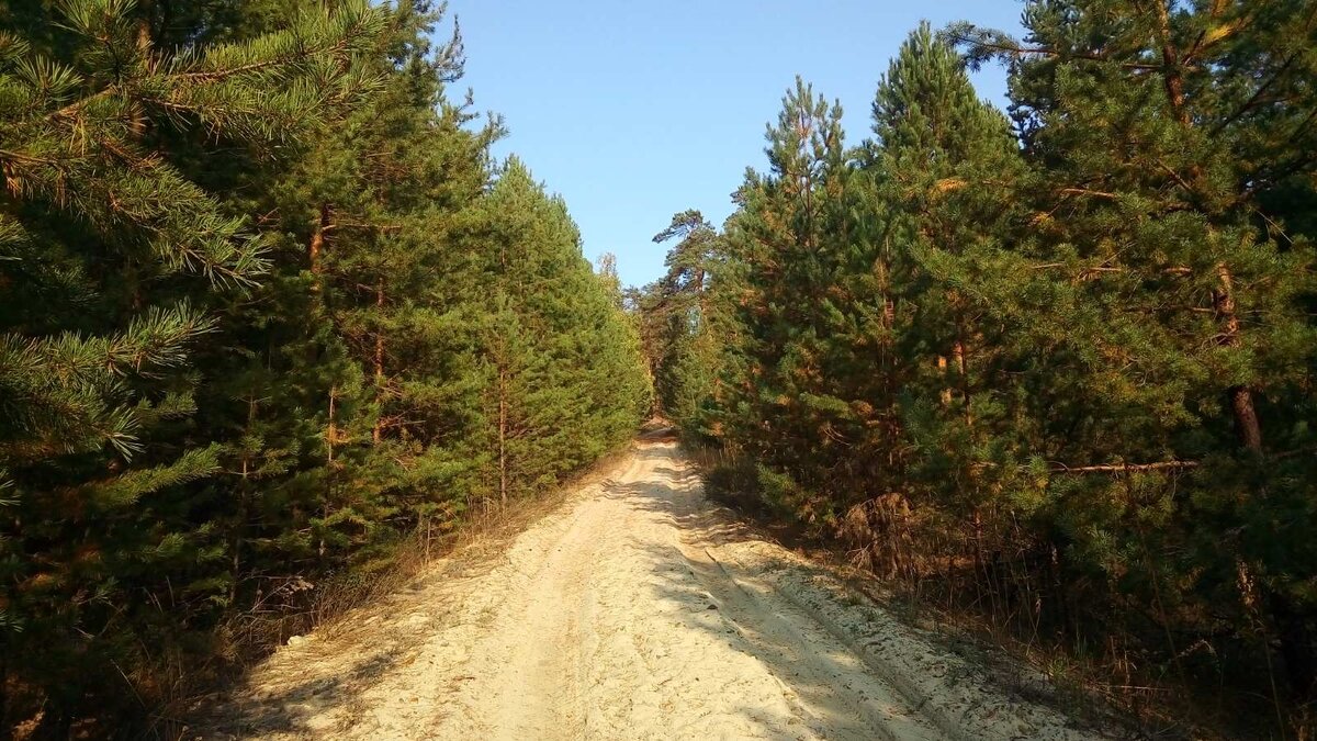 Сосновая аллея