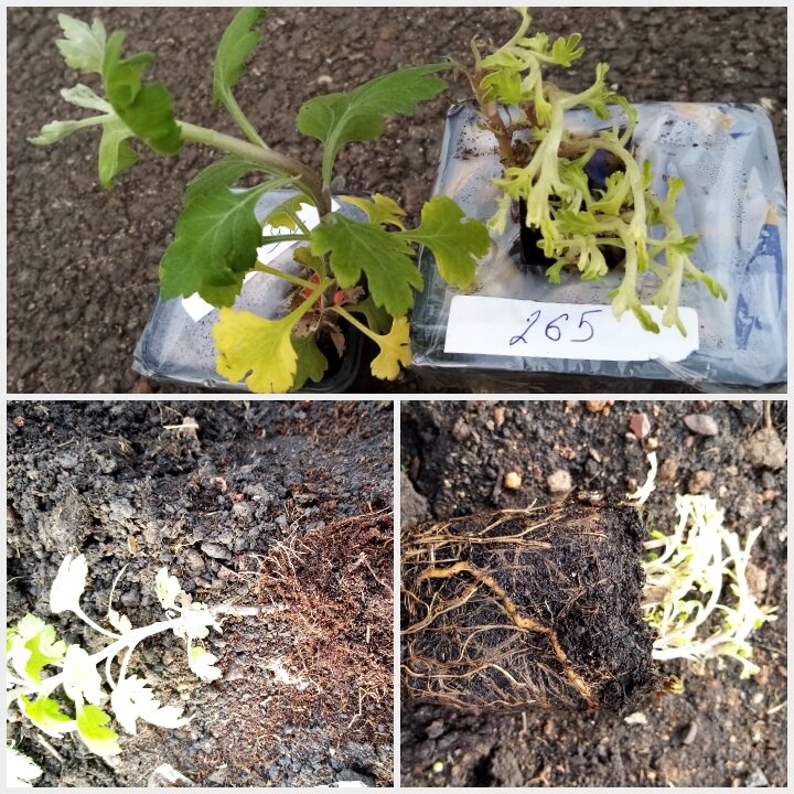 Вот такие малышки приехали ко мне в апреле 