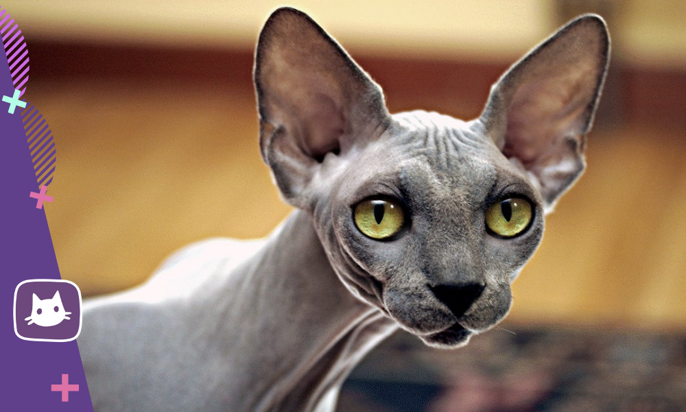 Канадский сфинкс: особенности, уход и внешность