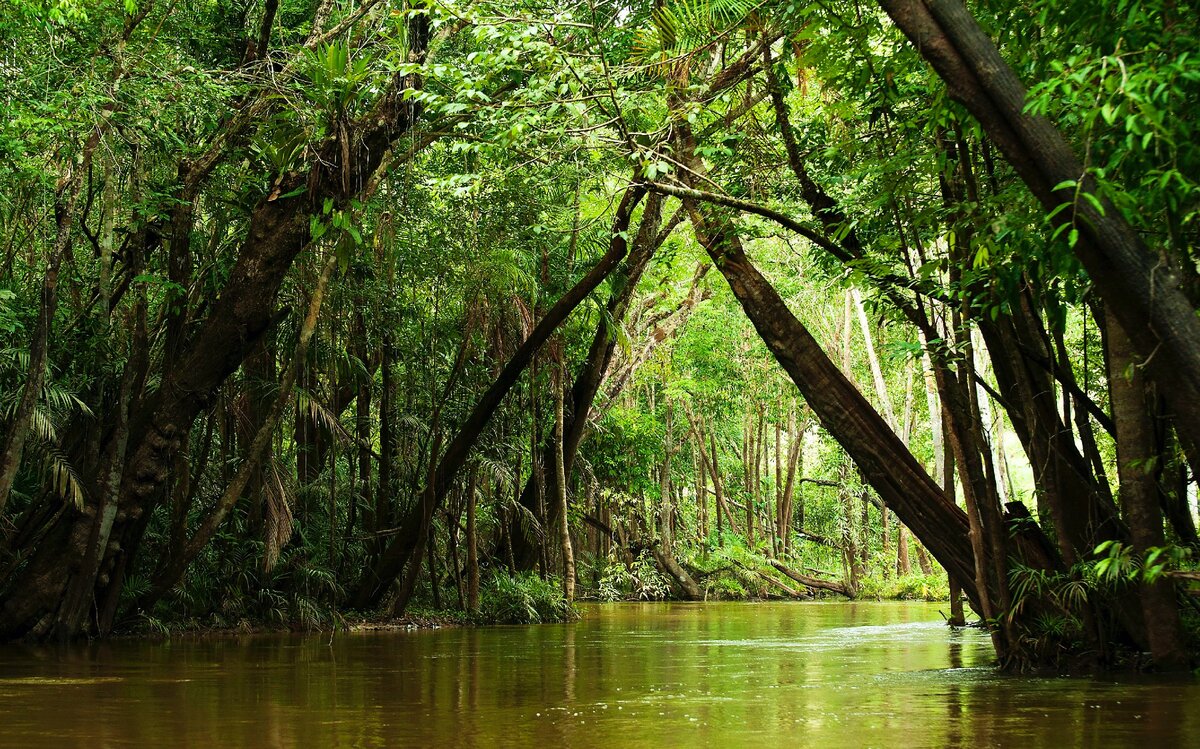 Так выглядят экваториальные джунгли . 6 фото. Листайте галерею!