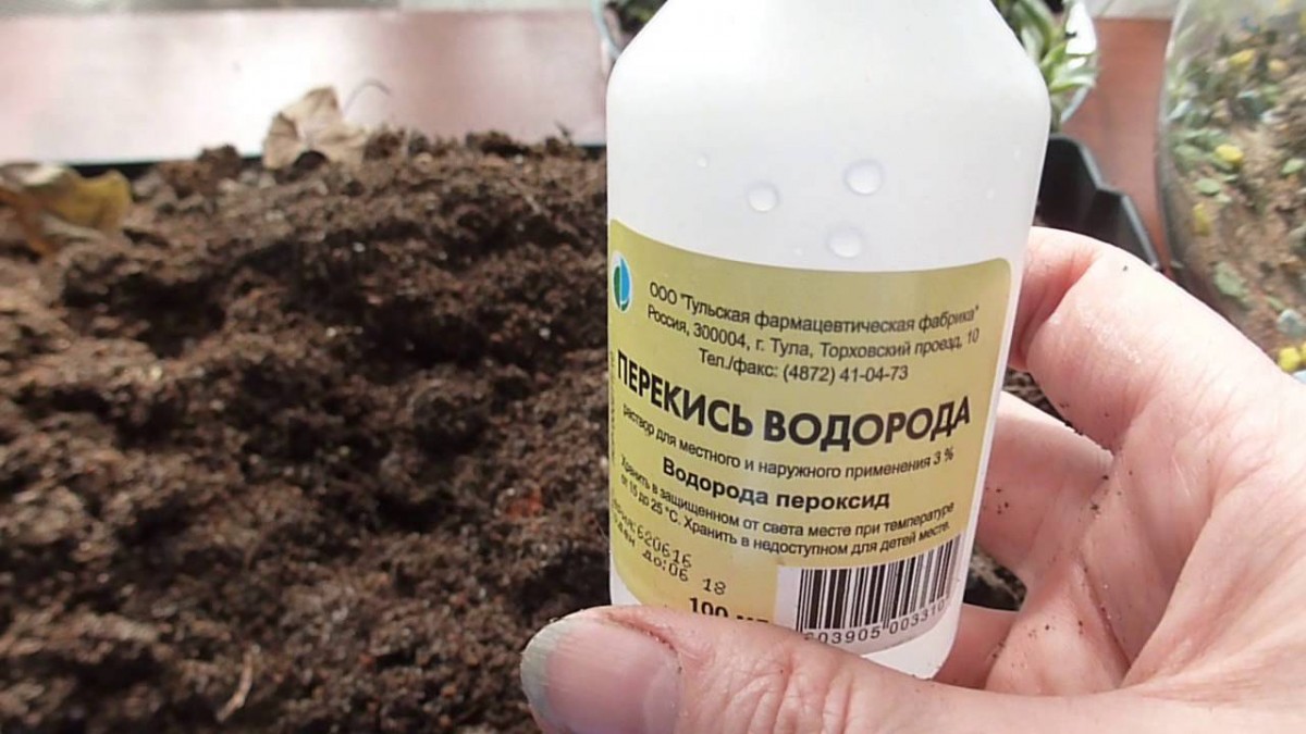 Наступает холодная пора, пора Подкормить домашние цветы перекисью Водорода. А я расскажу как все сделать Грамотно2