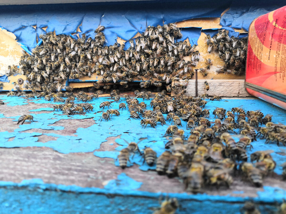 Пчелы, как дети. В этом твердо уверен пчеловод из Абинска Антон Яхно.