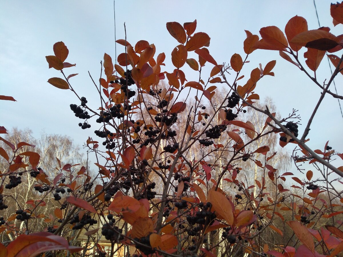 Остатки черноплодки на кусте. Фото моё.