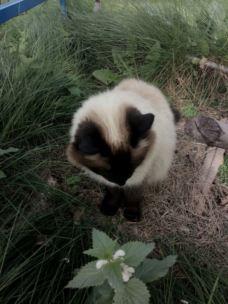 Еще немного "прикаянной" Аськи. Прощается с летом.