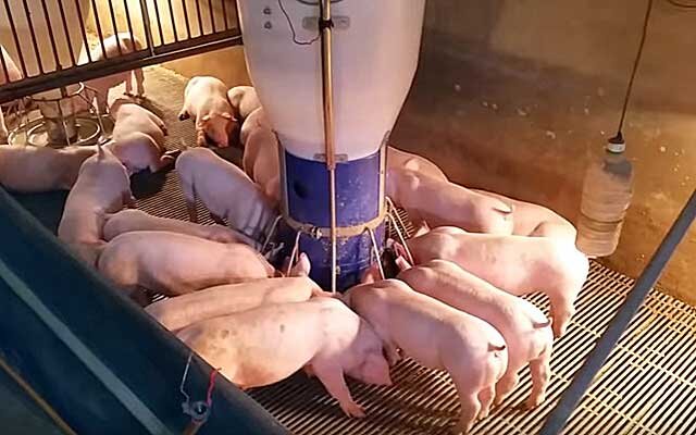 Кормушка для свиней: виды и особенности самостоятельного изготовления