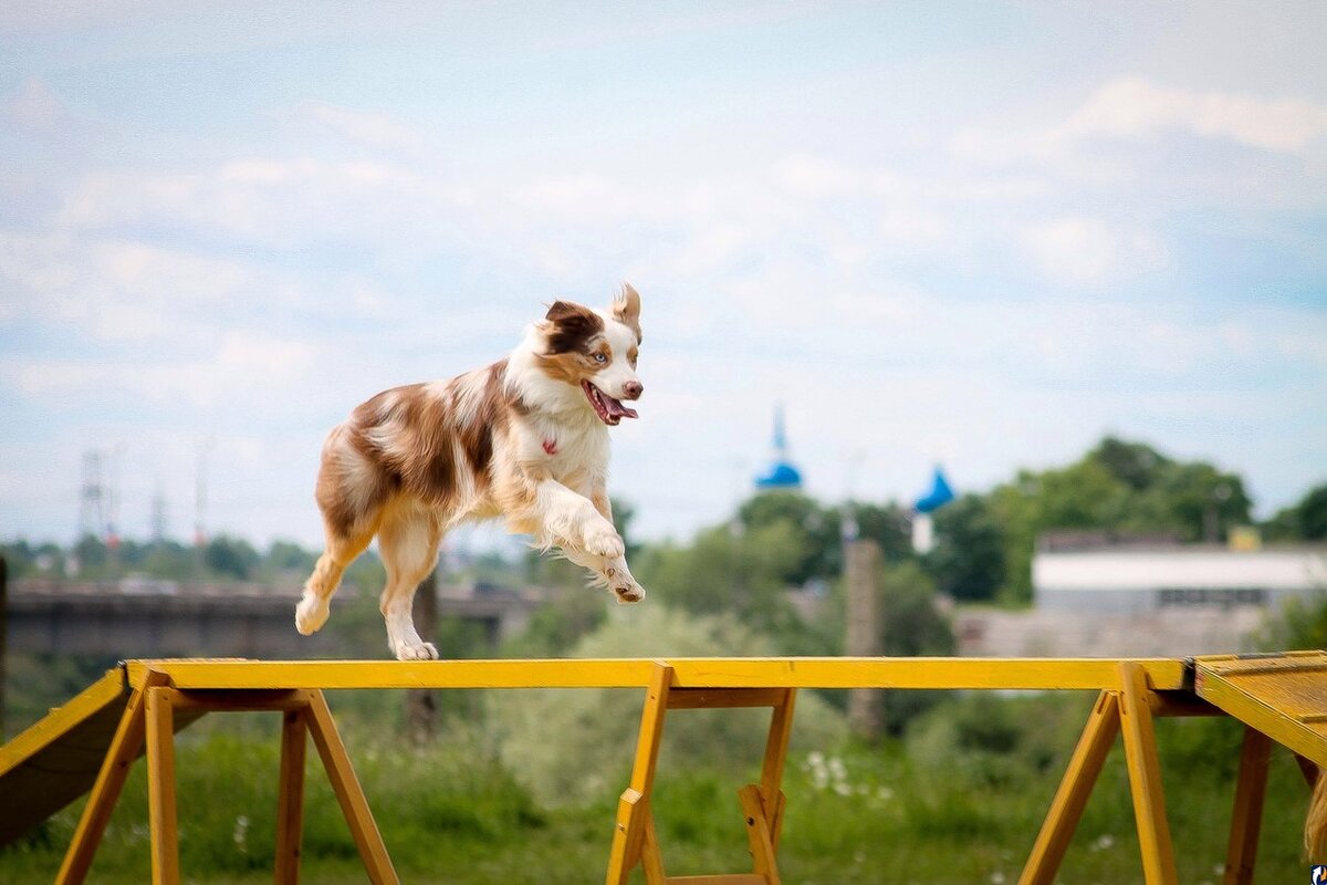 Источник фото: Яндекс