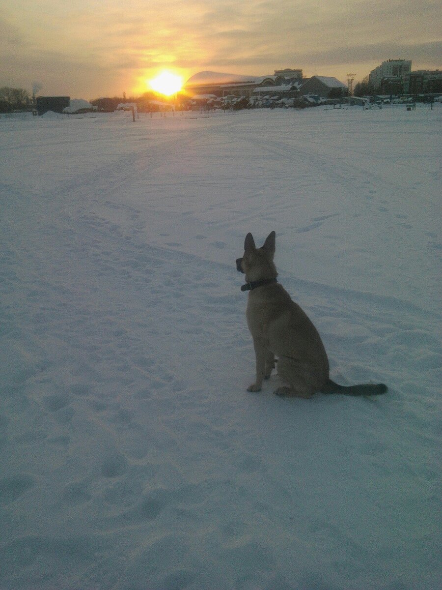 Мы с Лаки гуляем по реке. Любуется закатом. 