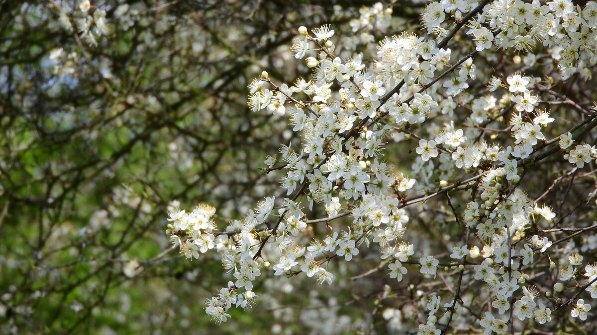 Как цветет терн весной фото