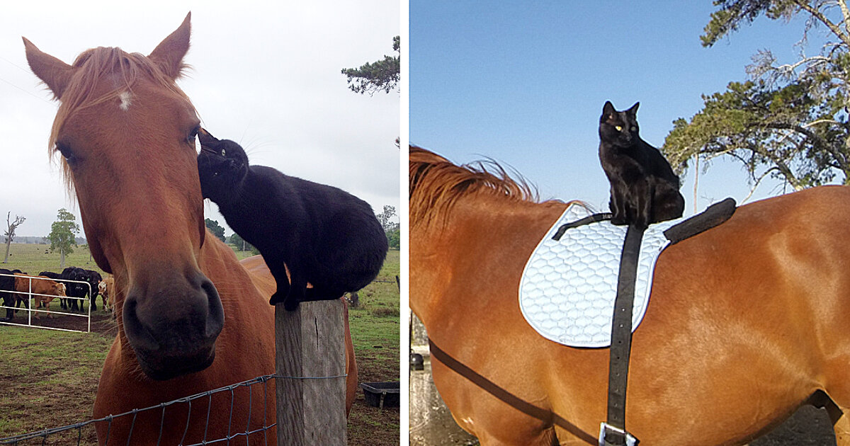 Лошадь Чампи и кот Моррис - дружная компания