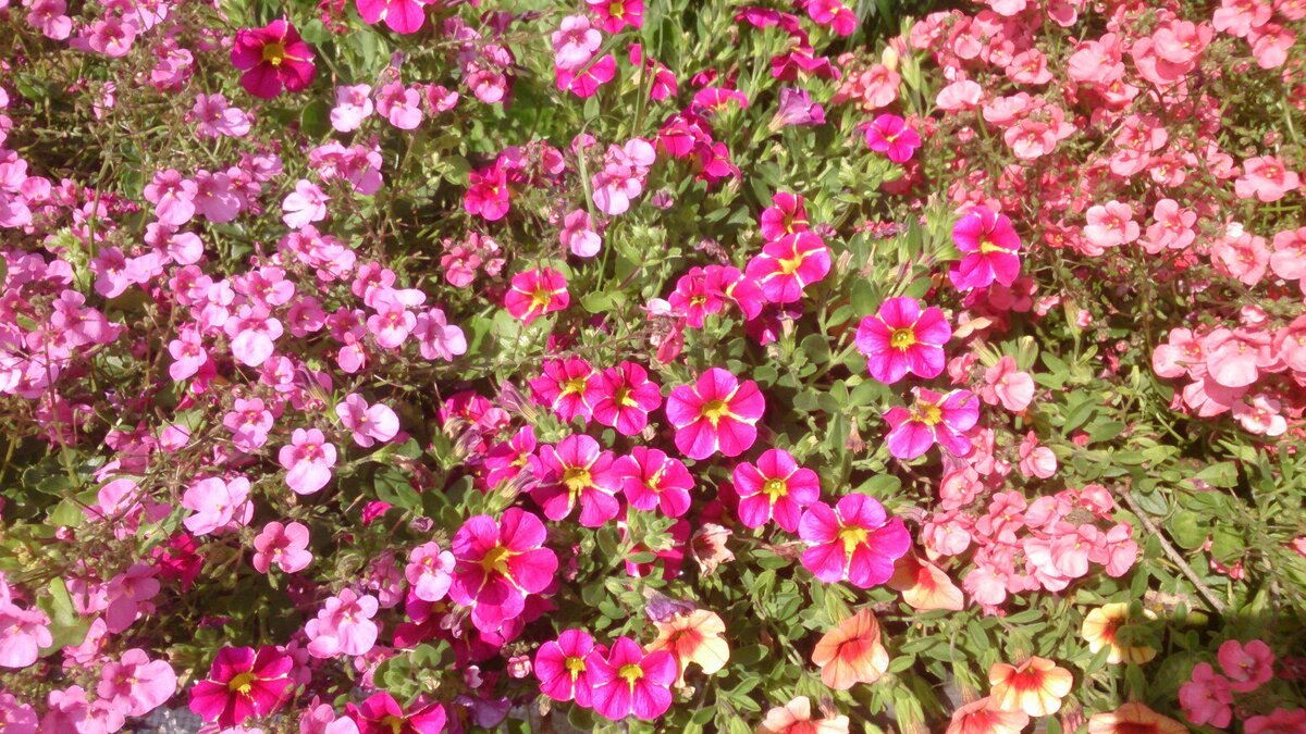 Рассада цветов Барнаул Флора Алтая (7) Flora Altay
