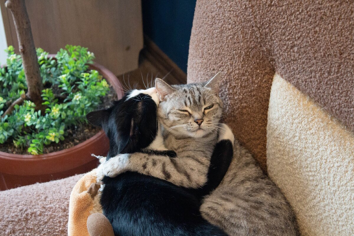 Мои кошки Саня и Боня. Фотография автора канала Ксения Kukanchik