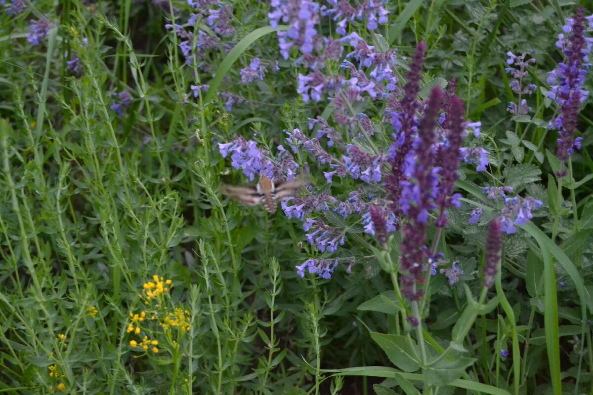 Иссоп лекарственный