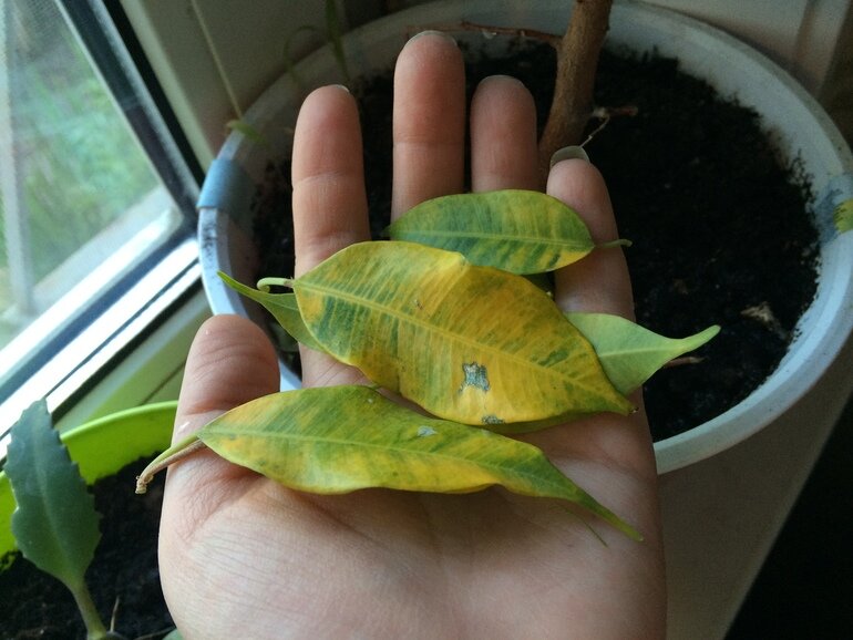 Почему желтеют и опадают листья у фикуса: возможные болезни | paraskevat.ru