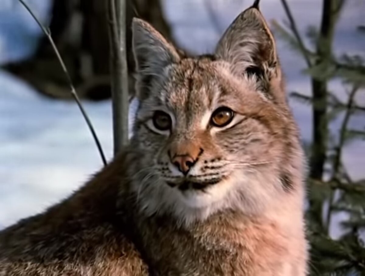 Кунак. Кадр из фильма "Рысь выходит на тропу"