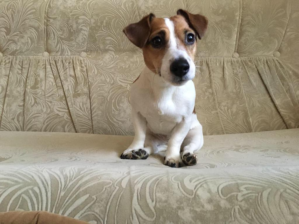 Эбби — джек-рассел-терьер