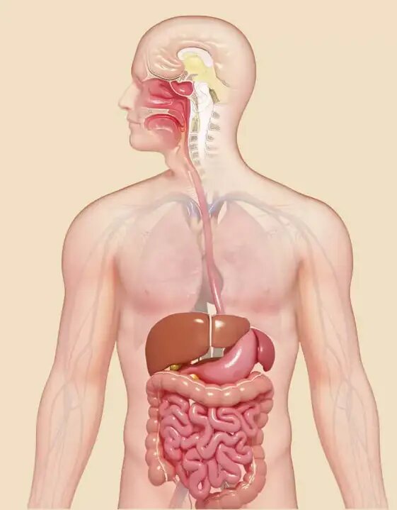 Пищеварительная система