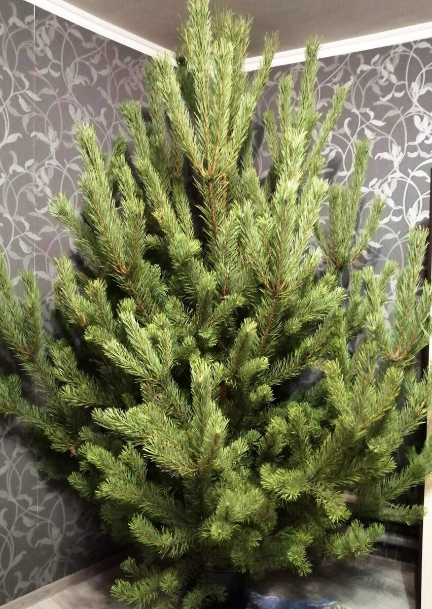 шикарная красотка ждёт теперь своего часа нарядиться