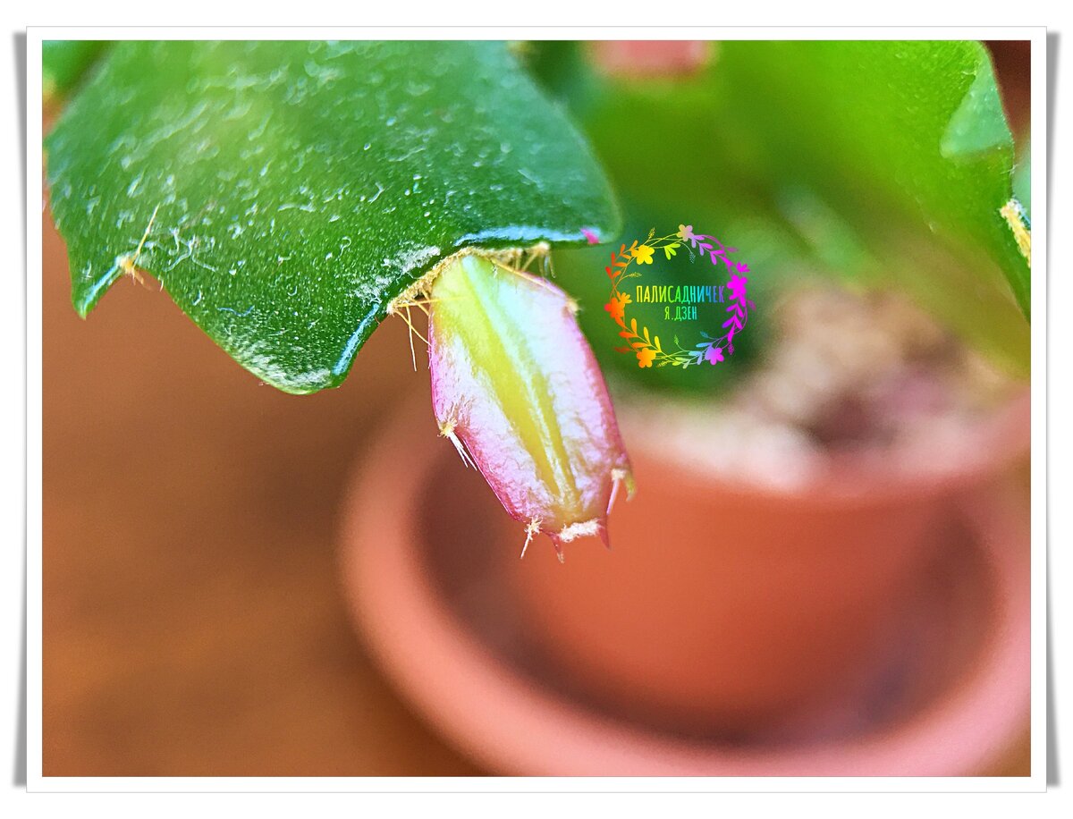 Чистая радость 3 ⏩⏩