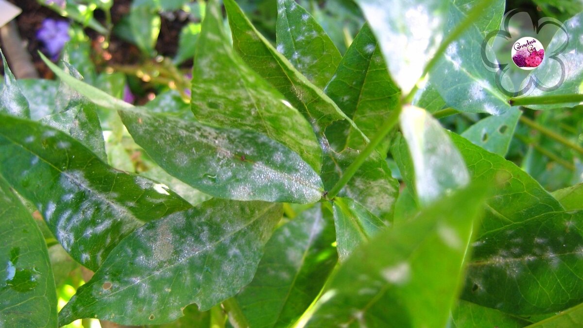 Конечно, мучнистая роса декоративности саду не прибавляет