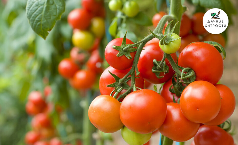 Простые правила как улучшить качество и количество урожая