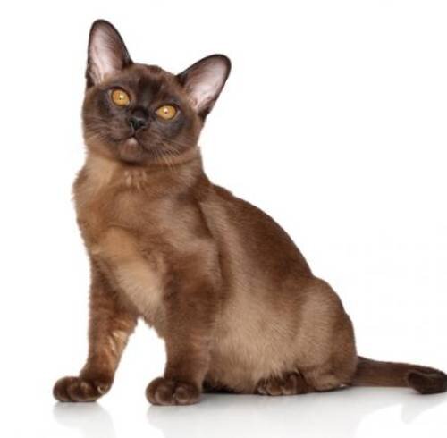 Непреклонные разговорчивые кошки: какие породы самые молвистые и как с ними общаться