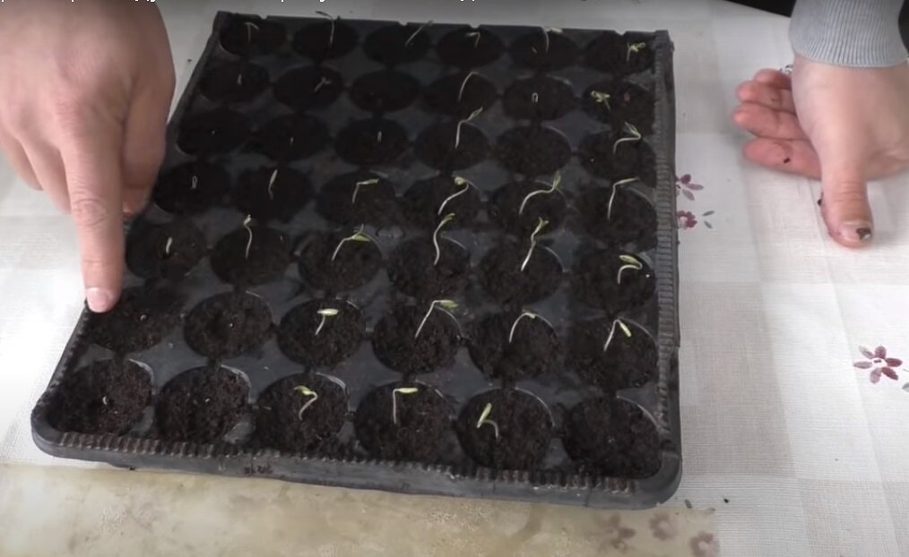 неравномерность рассады