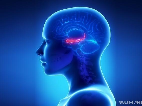 Гиппокамп, помогает вам улавливать новую информацию, учиться