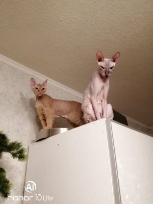 Алиса и Пушкин